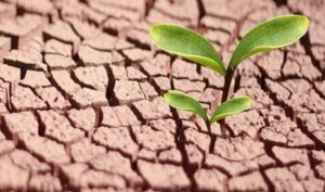 Cómo afecta la sequía a la producción de biomasa